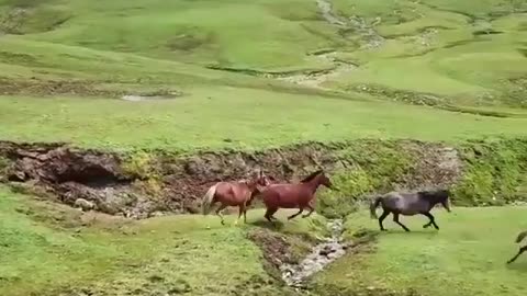 horse runing and playing with friend