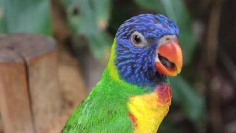 Colorful Macaw Parrots 🐦 Beautiful Birds - Relaxing Forest Sounds