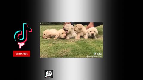 Pets Cute Funny Dog Labrador - Tik Tok Compilat
