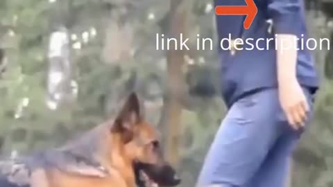 Dog Trainning. BRAIN TRANING FOR DOGS Hidden Intelligence