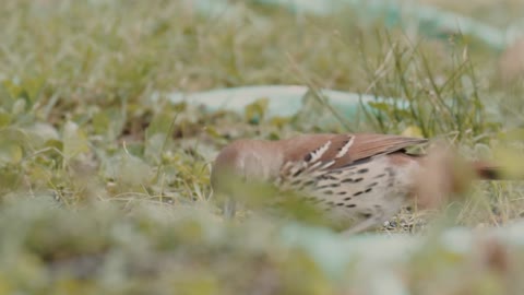 A Bird Searching Food On The Grass