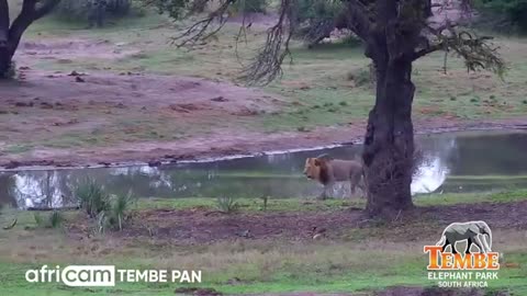 M179, Male Lion, Checking Out Tembe Waterhole_Cut2