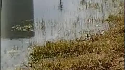 The nature zone: Birds chilling out by a pond on a sunny day.