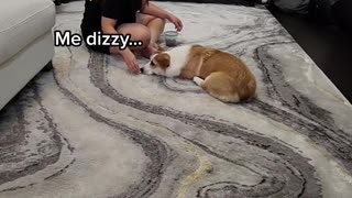 Mama training our Corgi Puppy How to Roll Over! How is she doing? 🤣🐶