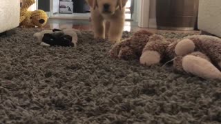 Puppy Attempts to Sneak Up on Mom