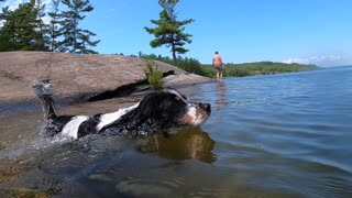 Dog swims to save lonely ball from water