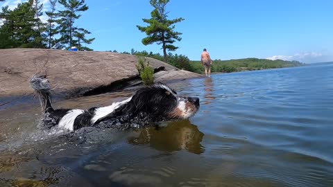 Dog swims to save lonely ball from water