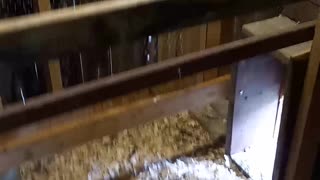 Easy clean chicken coop roost/perches