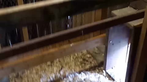 Easy clean chicken coop roost/perches