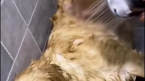 Dog bath by the owner