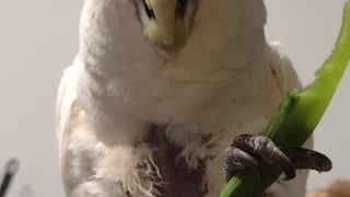 Peanut the cockatoo