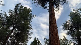 Looking Up a Ponderosa Pine – Ochoco Mational Forest – Central Oregon – 4K