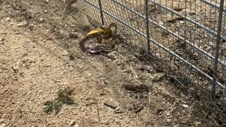 Saved Lizard Gets Itself Stuck Again