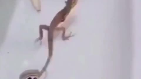 Cricket cute video