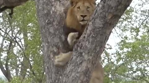 Notably agile Lion collects his snack atop a tree