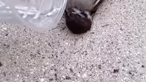 What This Bird is Doing, it's Incredible