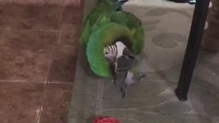 Macaw plays fetch