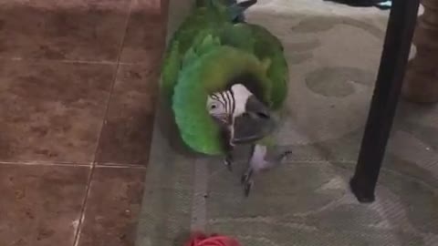 Macaw plays fetch
