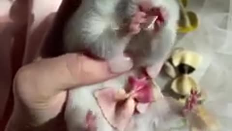 Feeding a 🐹 hamster