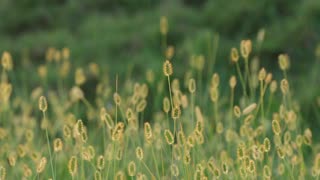 young grass moving with the wind