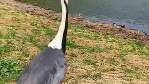 Beautiful bird