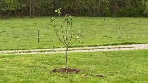 Fruit Trees