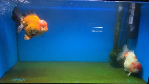 Wow super beautiful goldfish in tank-7