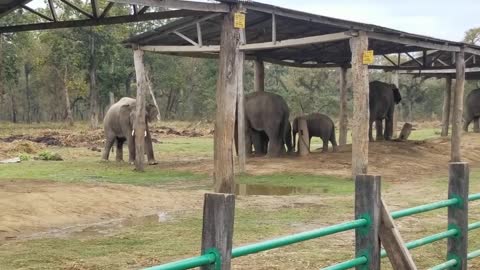 wild elephant mating domestic elephant.