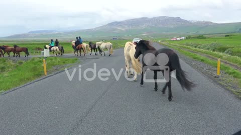 Iceland pony horses and riders cross a road in Iceland