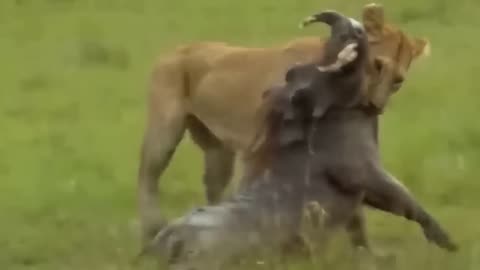 Unbelievable! Wild Horse Defeated Hungry Lion This Way! Wild Animals Documentary