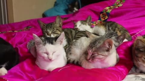 Street cats decided to come into the house | cute video #cutecats #kitten