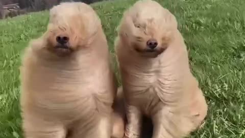 Fluffy dogs