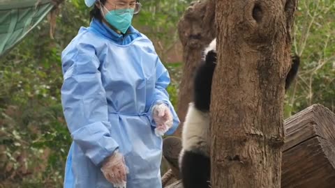 Clingy Baby Panda wants to play with Nanny