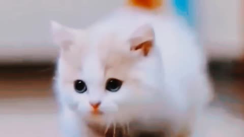 Funny Cat