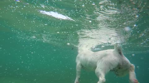 Dog swiming training