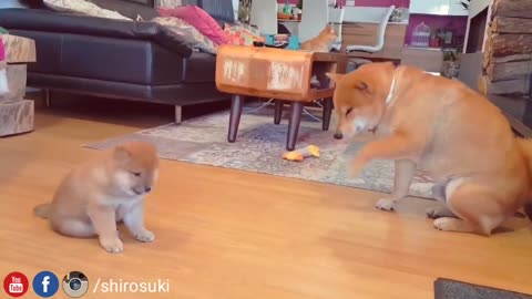 Kenzo talks bacc to daddo & he doesn't like it - Shiba Inu puppies (with captions)