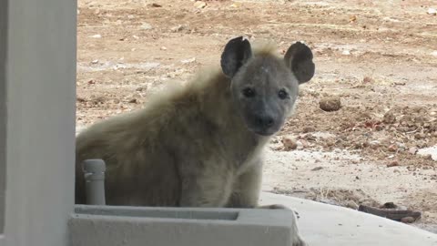 Tourists Surprised By Relaxing Hyenas At Their Room Upon Check-in