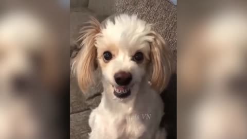 😂 Funny Cats and Dogs 🐱🐶 | Funny Animal Videos