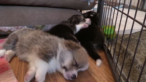 Amazing view of little puppies while they are dreaming