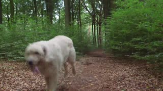 The dog with the world's longest tail: keon