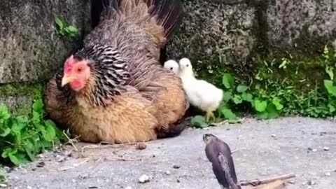 Mother hen protects her chicks