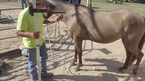 Measuring your horse