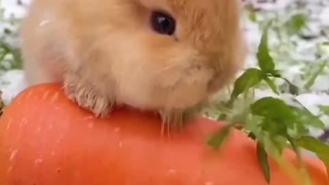 Cute rabbit 🐇..