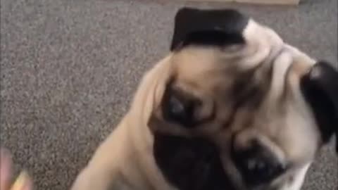 Pugs - Cute funny playful pugs - Funny Pug Videos - Videos Of Pugs