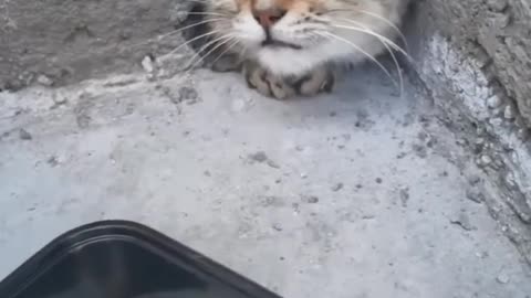 The Poor Cat is Sealed in Cement