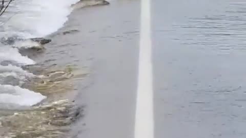 Have you ever seen a fish cross a road?