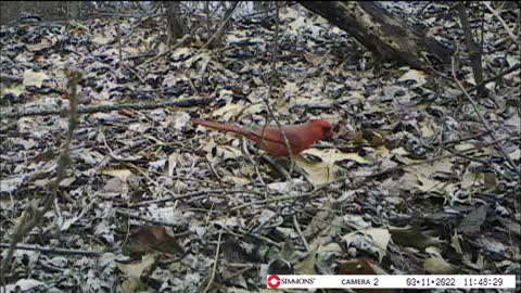 Backyard Trail Cam - Cardinal