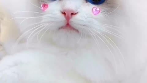 Cute cat dance😍