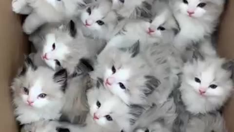 Cute Cats 😻 Funny Video 😄🤣 Don't Miss The And #cats #cute #new #love #funny #life #