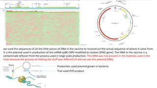 Dr. Phillip Buckhault's Testimony on DNA Contamination in Pfizer's mRNA Vaccine